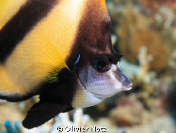 Red Sea Bannerfish by Olivier Notz 